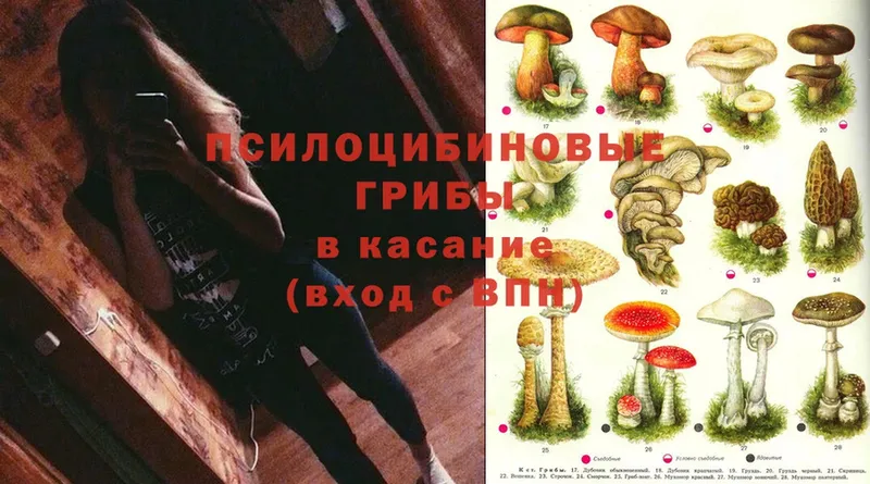 Галлюциногенные грибы Cubensis  ОМГ ОМГ вход  Липецк  это официальный сайт  закладки 